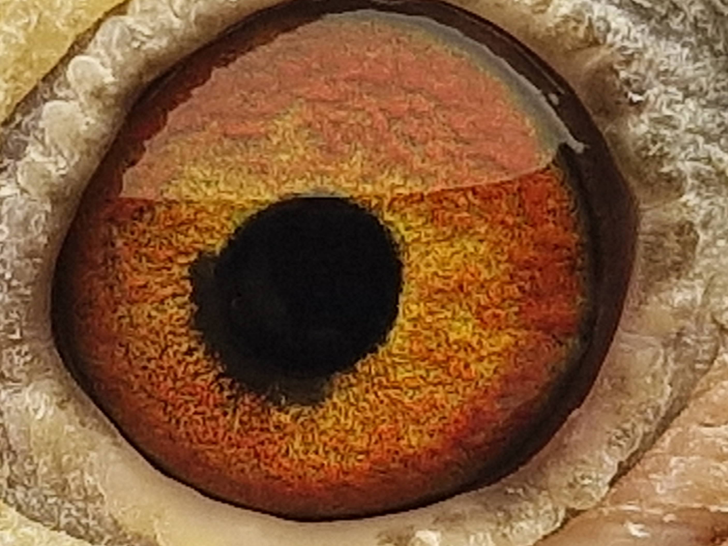 Pigeon eye